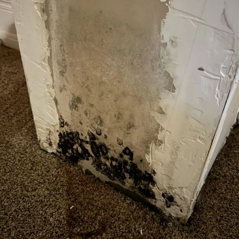 Professional Mold Removal in Spotsylvania County, VA